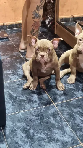 American bully 