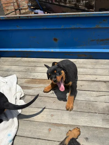 Vendo Filhotes de Rottweiler