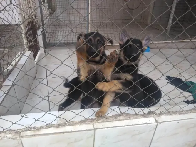 Pastor Alemão Cães Filhotes a Venda