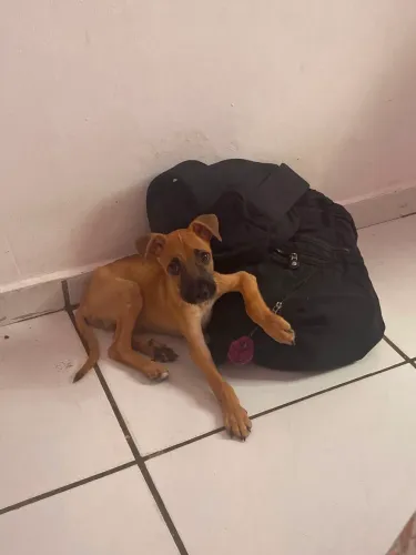 Cachorro macho p/ adoção 
