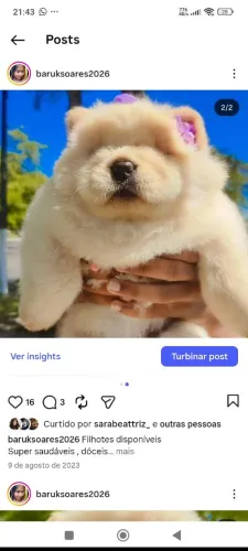 Chow Chow alto padrão