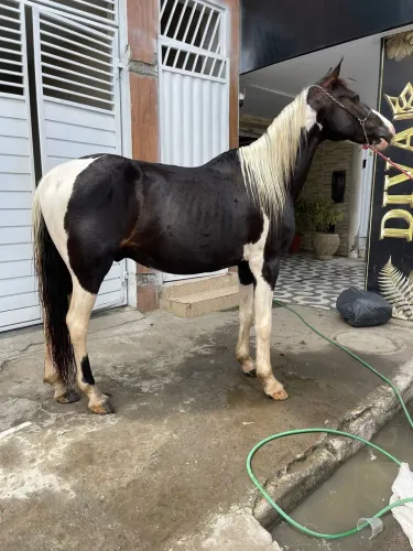 Cavalo pampa mangalarga