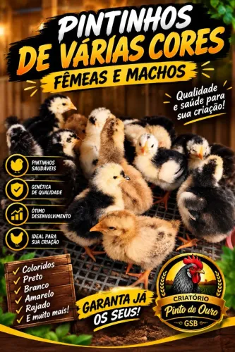 Pintinhos GSB Premium