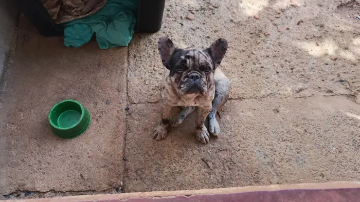 Buldogue francês fêmea