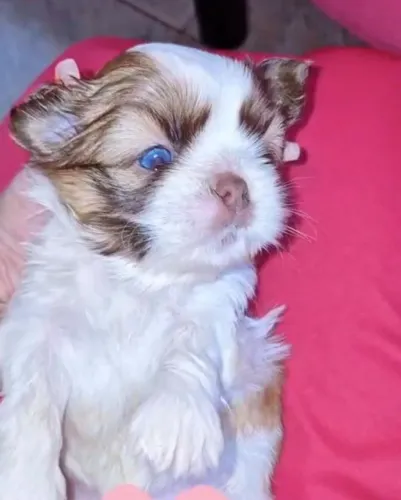 Bebes Shihtzu 