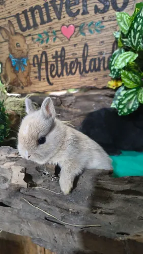 Mini coelhos Netherland