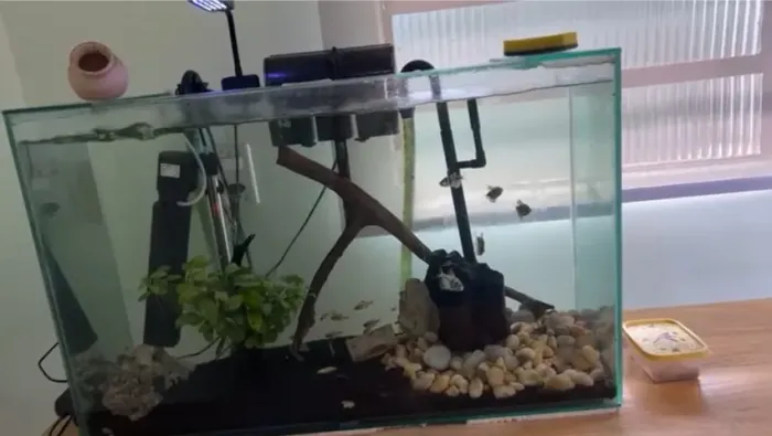 Aquário Porte Médio 80cm largura + Mesa Madeira Resistente + 2 Motores