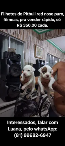 PITBULL RED NOSE PURO