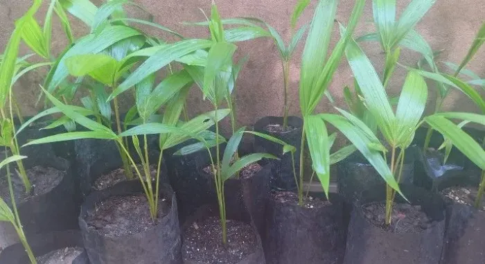 Açaí precoce, variedade Pai De'Gua da EMBRAPA.