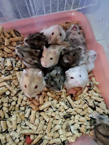 hamster anão russo