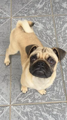 Filhote mansinho de Pug