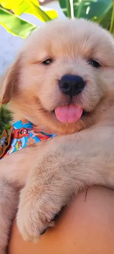 Filhotes disponível Golden Retriever