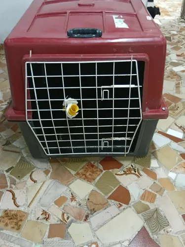 Vendo casa de transporte para cães porte grande