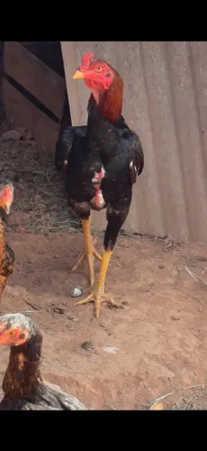 Galo índio