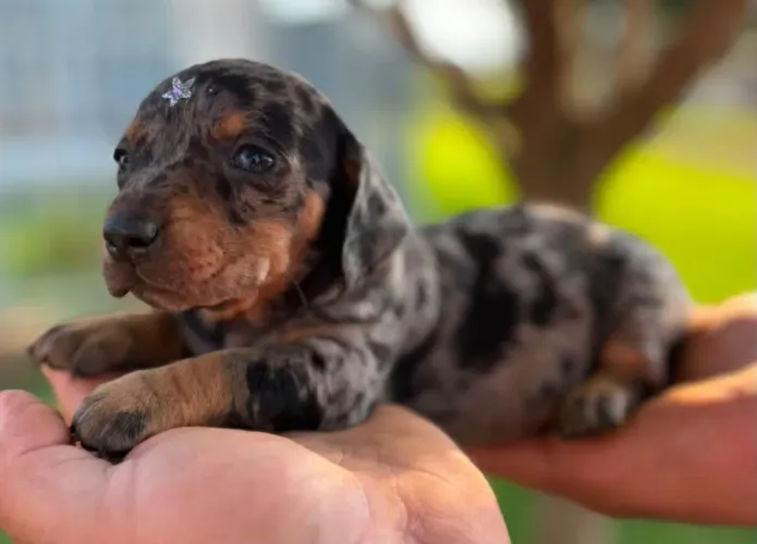 Bebês Dachshund Salsichinhas