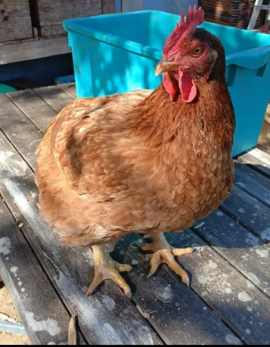 Galinha adulta.