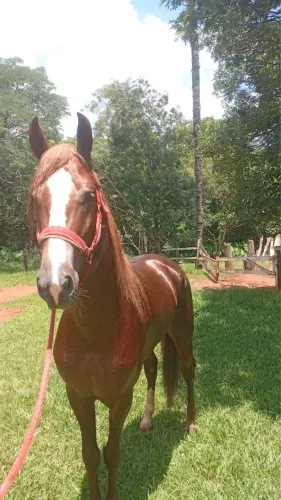 Vendo cavalo Mangalarga