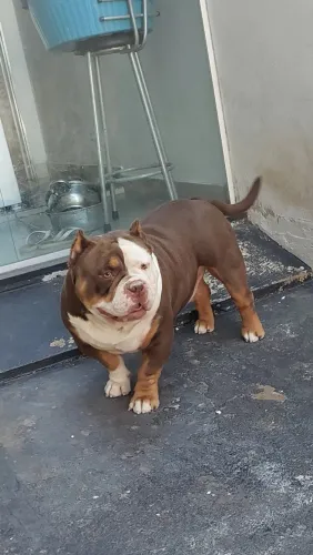 American Bully - Macho - Tricolor - 2 Anos - Pedigree