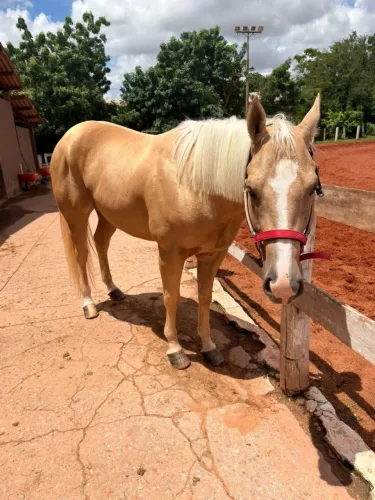 Animais de competição 