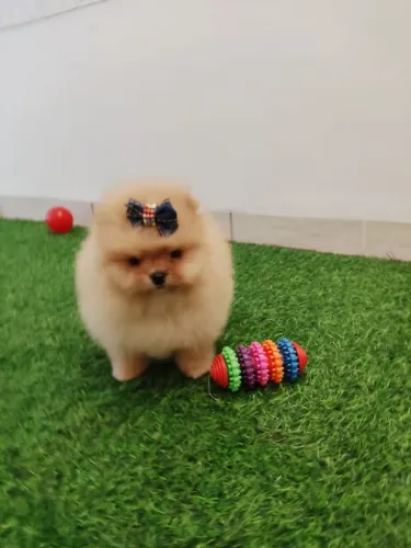 Spitz alemão ( pomerania)