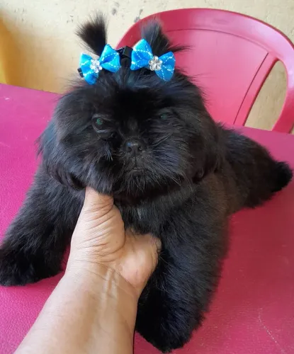 Shih Tzu macho na promoção 