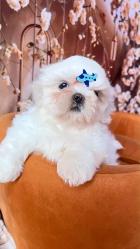 Filhotes Shih Tzu - Lindos Ursinhos Pronta Entrega