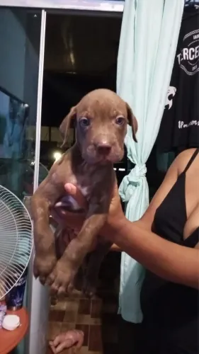 Vendo filhote de pitbull puro de pai e mãe 