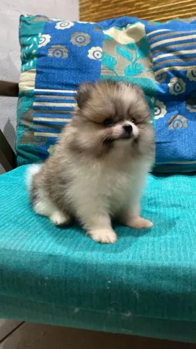 Lulu da Pomerania Anão Macho