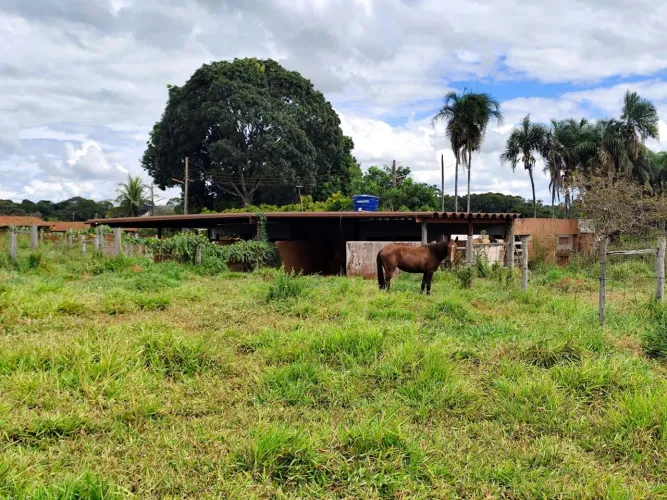 Alugamos baia para cavalos