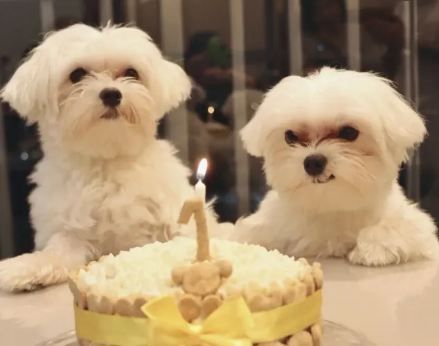Filhote maltês, O presente perfeito para você e sua família tem quatro patas!