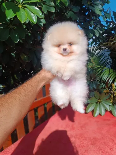 Spitz Alemão, Anão, Machinhos TOP de ótimo Padrão e Linhagem!!
