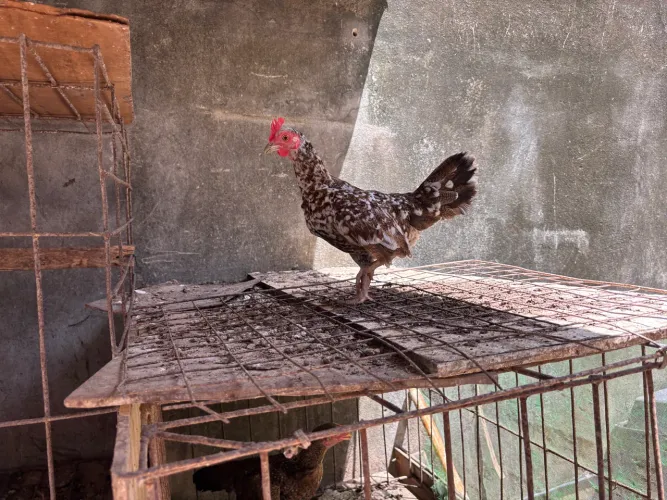 Galo e galinha chinês. Zap *