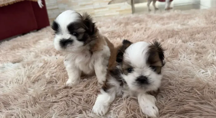 cachorro Shih Tzu