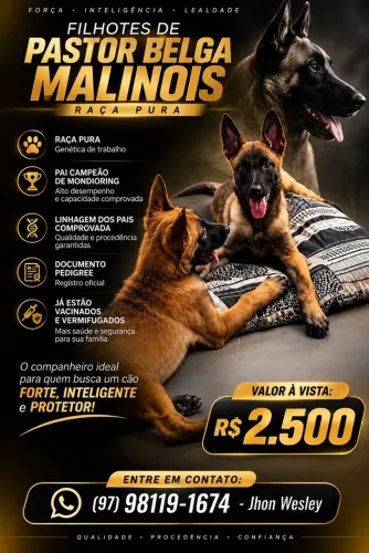 Filhotes de Pastor Belga Mallinois