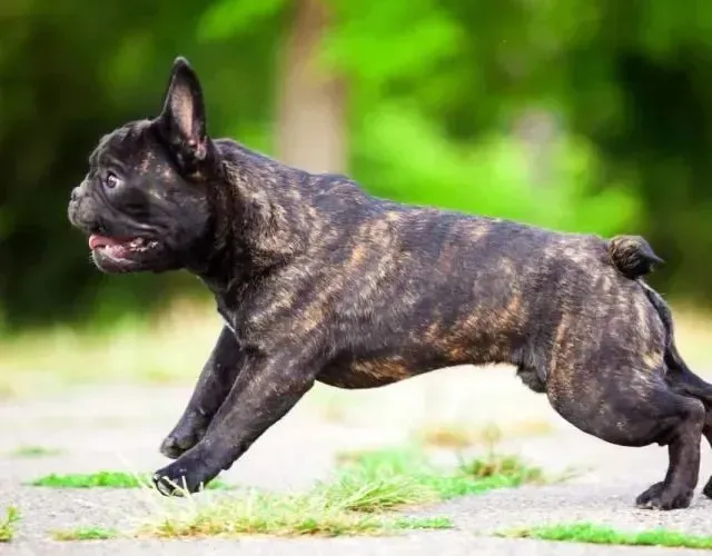 Bulldog francês fêmea 