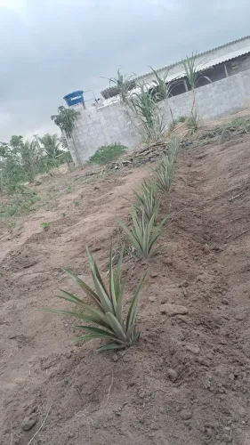 CHACARA A VENDA A 18MINTOS DE LINHARES