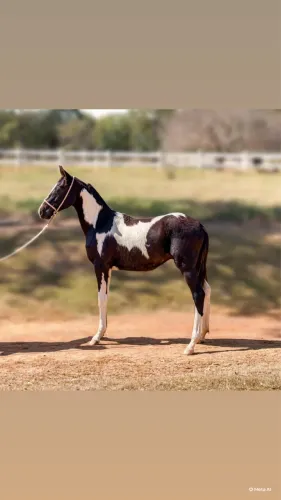 LINDO POTRO MANGALARGA MARCHADOR PAMPA DE PRETO REGISTRADO