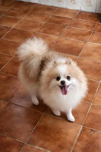 Spitz alemão macho disponível para cruzar 