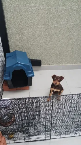 Doação de cachorro
