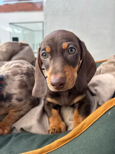 Vendo Dachshund 