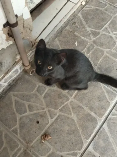 Doação de gatos 