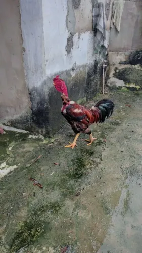 Ovo de galinha para chocadeira