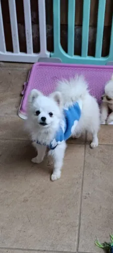 Lulu da Pomerânia 