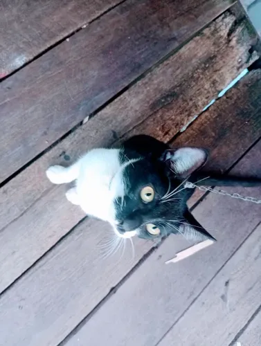 Vendo 3 gatas em Macapá 