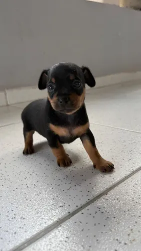 vende-se pinscher macho,número 1 está com 1 mês de vida,valor 700,00!