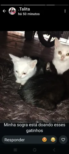 Doa se gatinhos 2 meses já comem ração