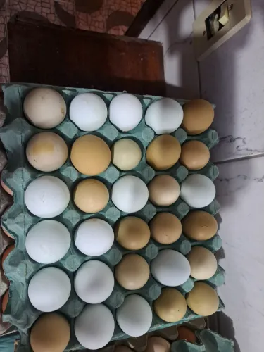 Ovos azuis e verdes