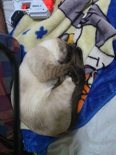 Adoção Responsável: Duas Irmãzinhas Inseparáveis Procuram um Lar Cheio de Amor