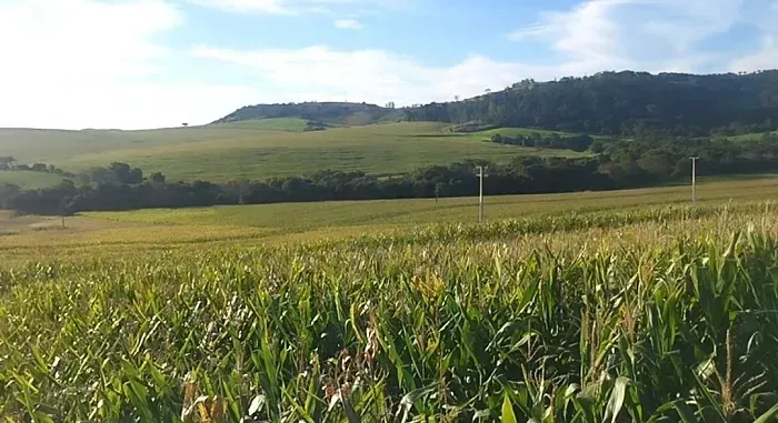 TERRA ROXA - Área Rural 20 Alqueires - São Miguel do Cambui - Marialva - PR