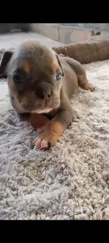 American bully micro fêmeas
